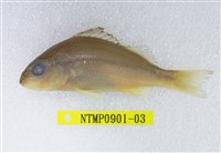 藏品(四帶雞魚)的圖片